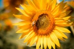 sunflower-tournesol-Picjumbo-Viktor-Hanacek-600x400